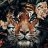 shafana_nizar